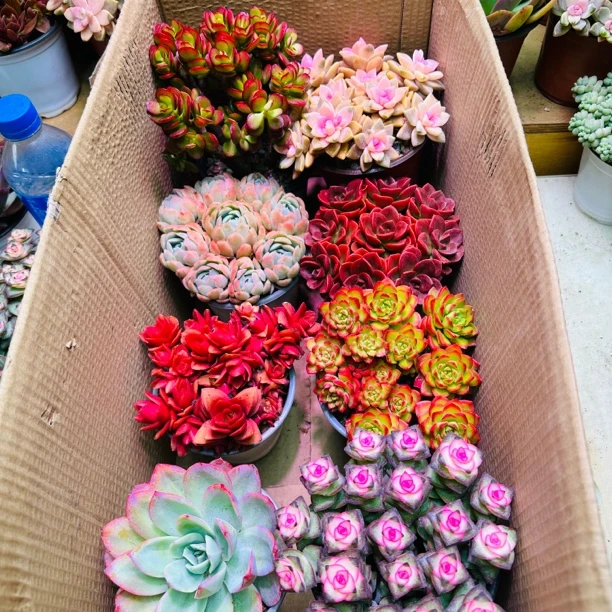 精品多肉组合（今天拍6发8）带盆带土包邮新手好养