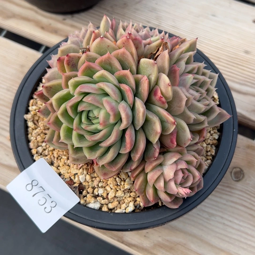 米*丫8753多肉多多发多多