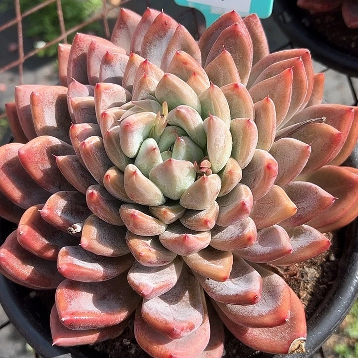 18.14圣美人一个