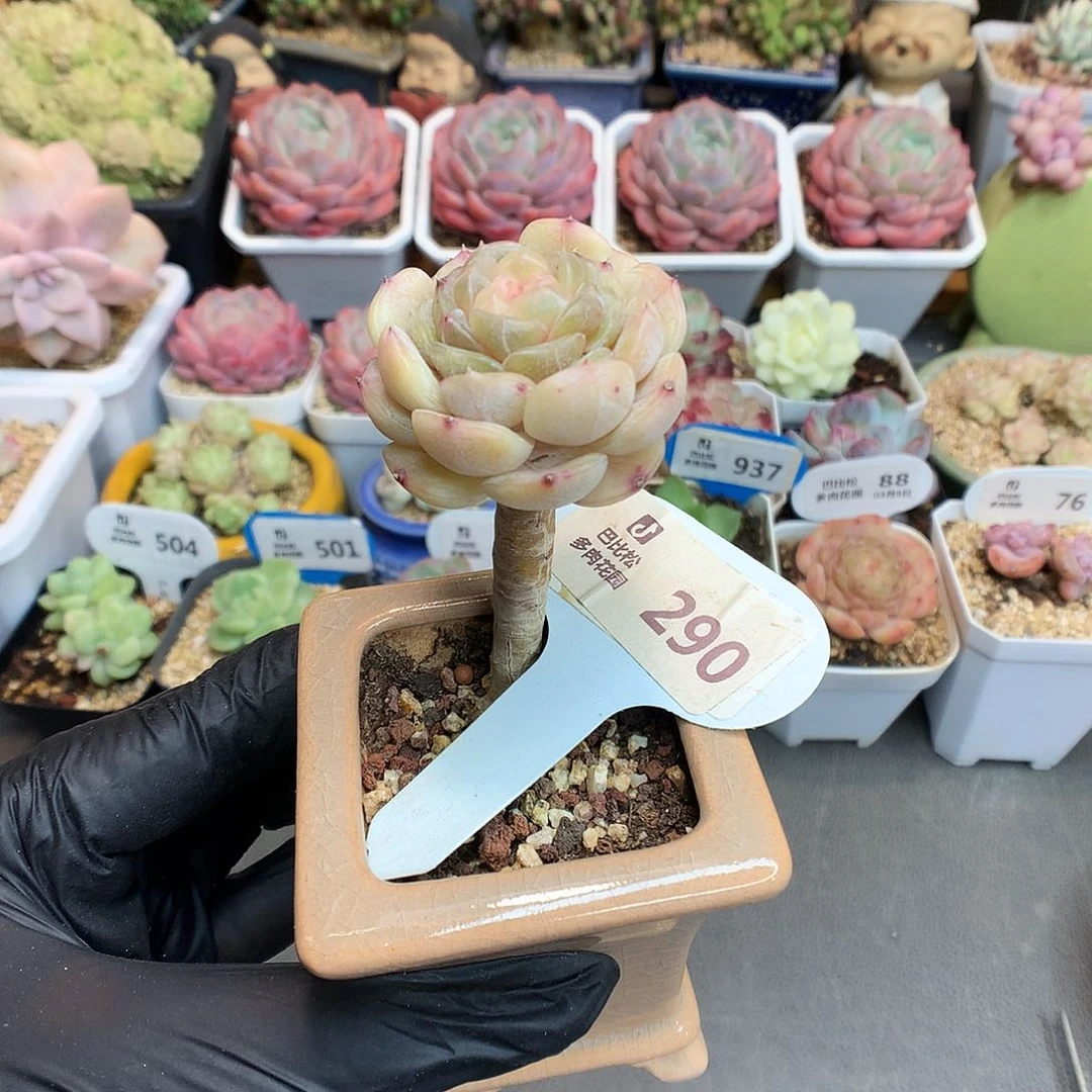 290 特价嫁接白恋