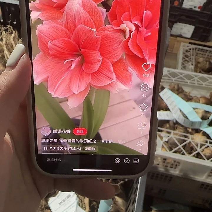 珊瑚之星8公分左右福利丑球