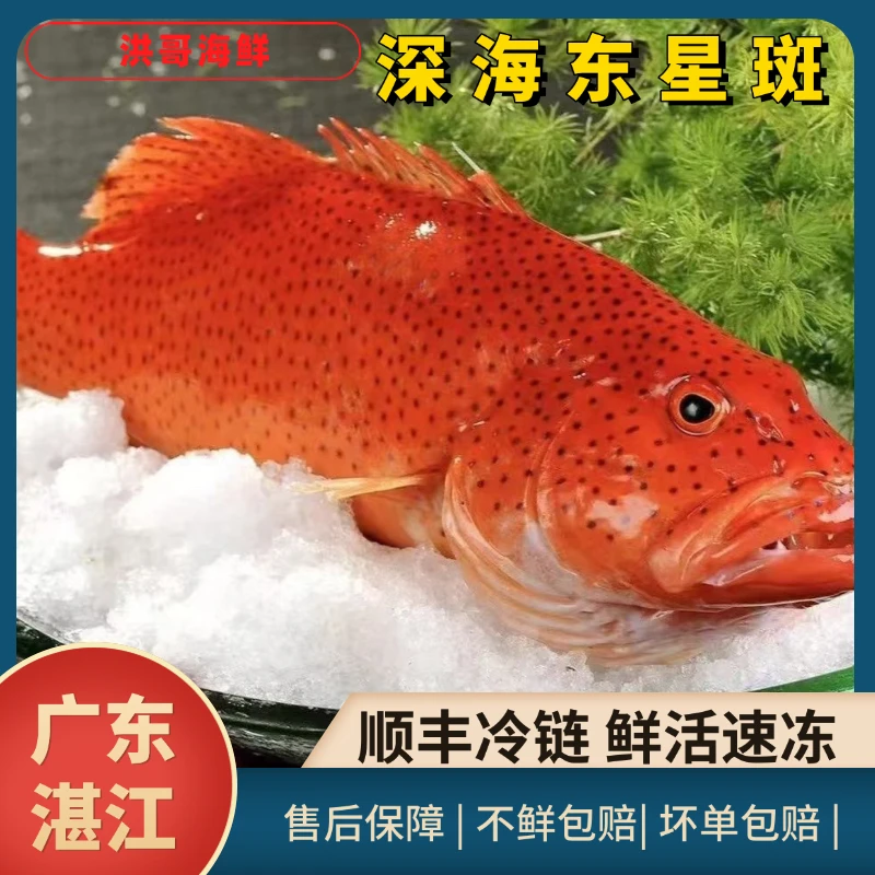【1斤起大东星斑】湛江高端海鲜深海鱼东星斑红石斑鱼海鲜送人送礼