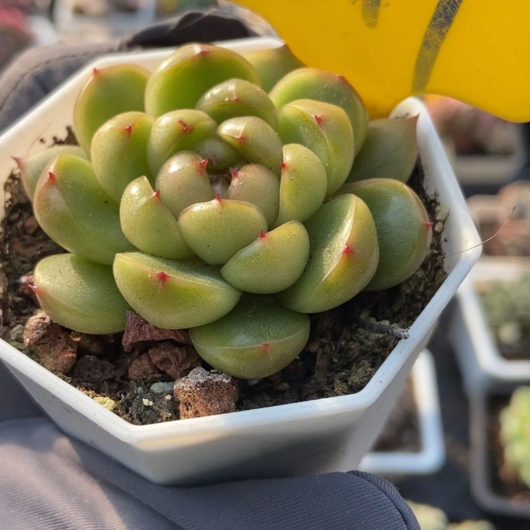 849莱拉珍妮多肉植物多肉