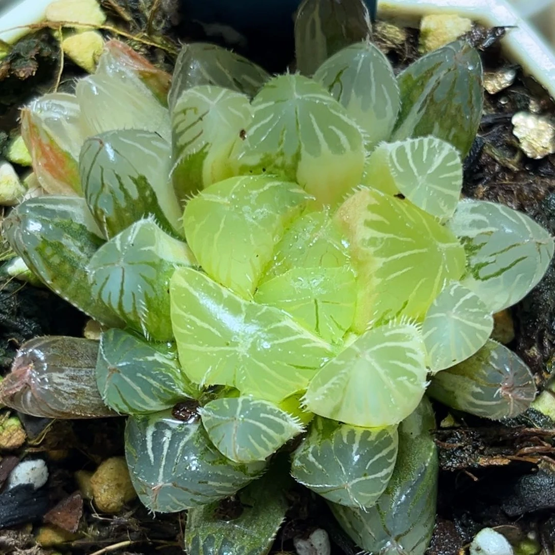 恭喜发财大吉大利0196