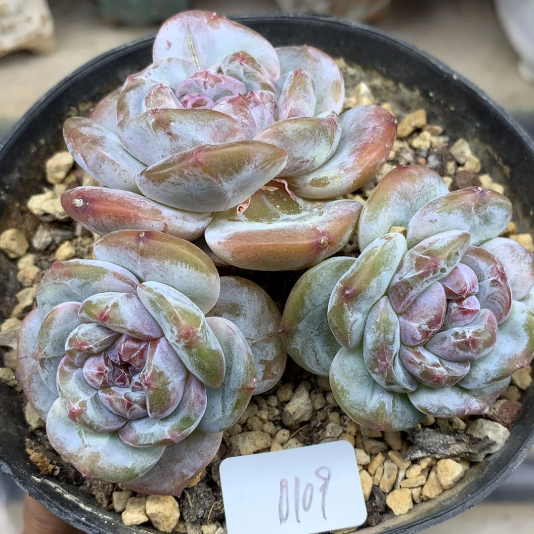 ****࿐绿底紫心109/9cm3头