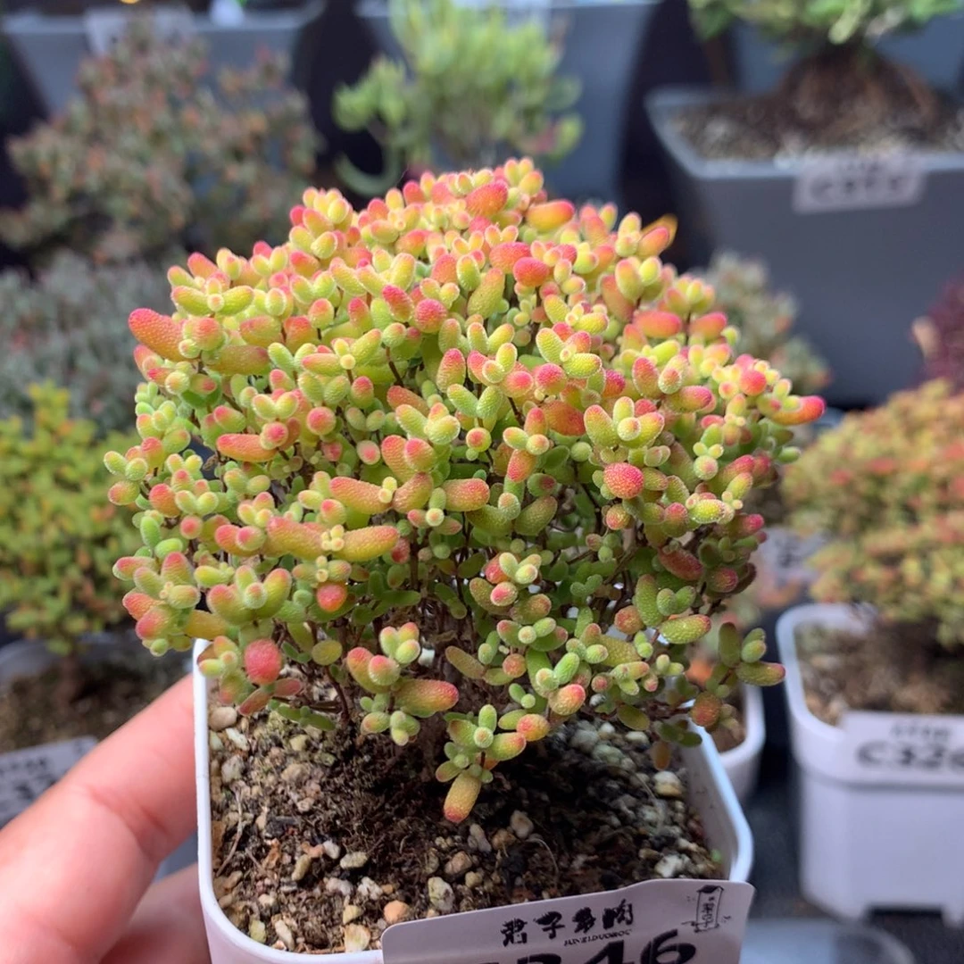346蜜橘糖球