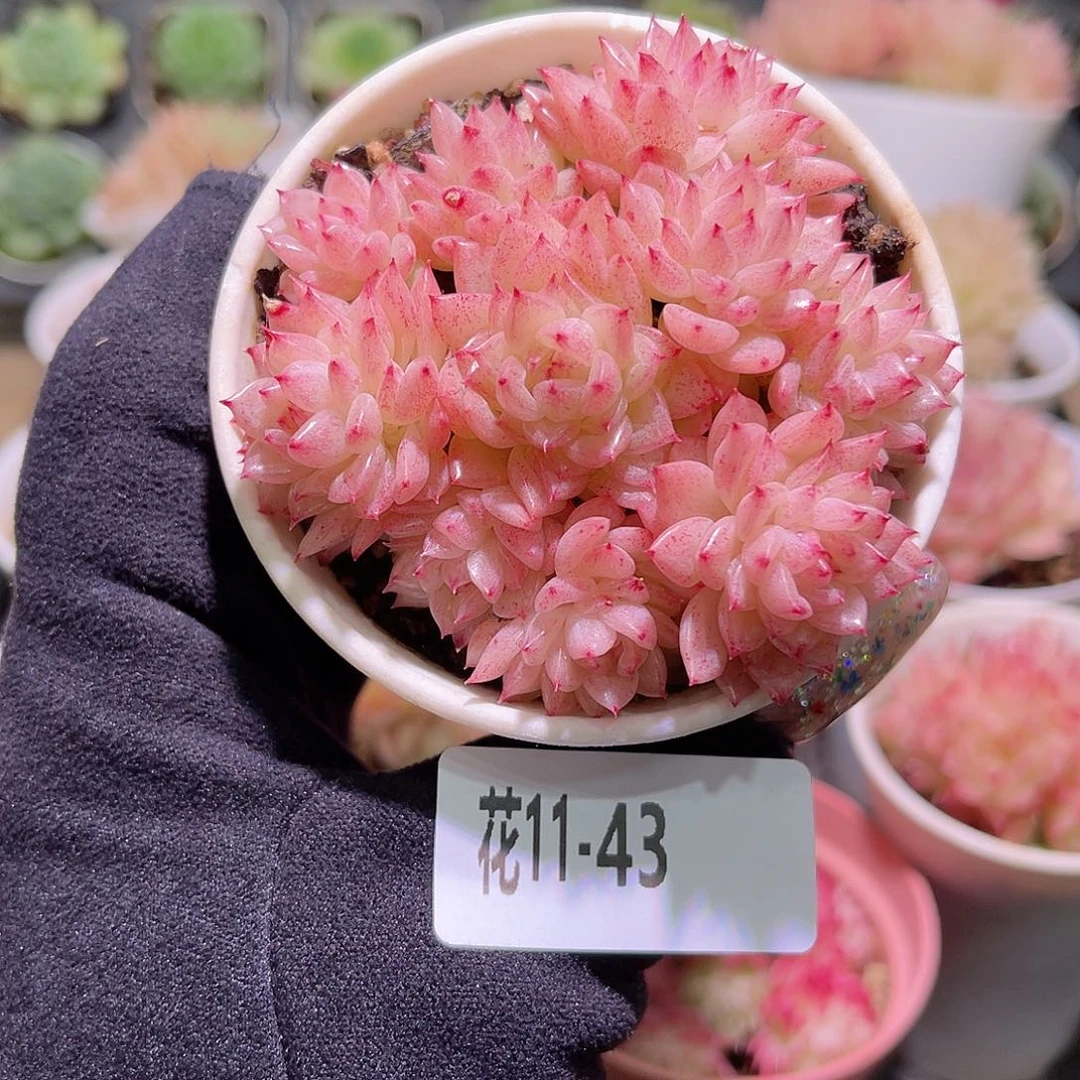 花利美11-43麦秆群