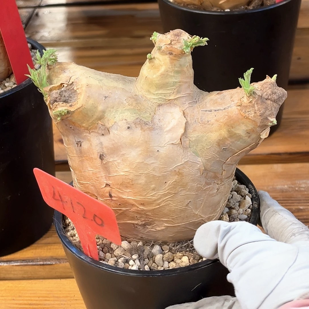 ギ***节潮流植物 潮流植物