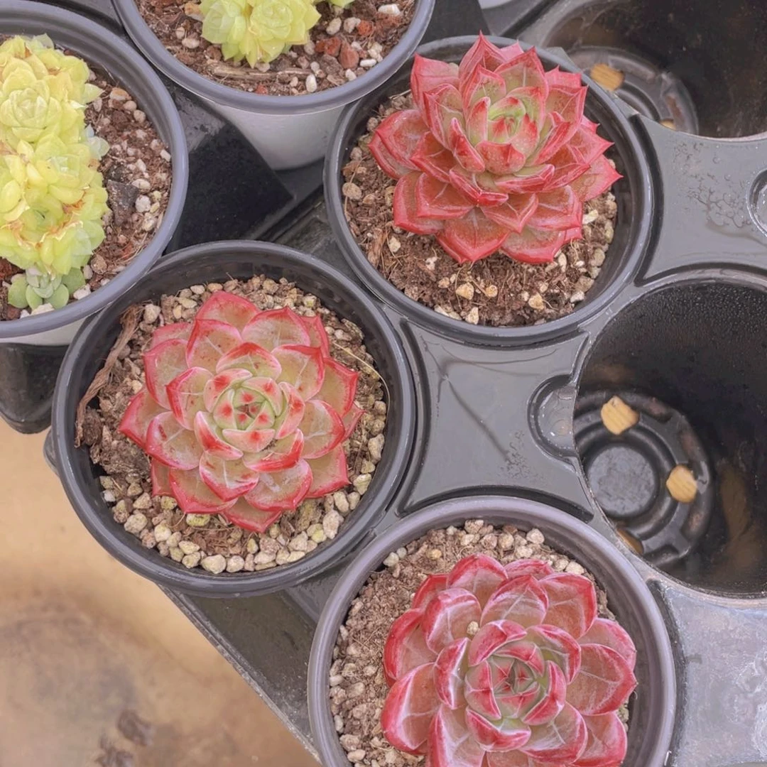 1578号 宽叶全状态夜魔侠单头一个