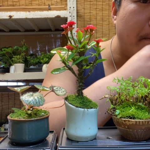 红陶一物一拍所见即所得24