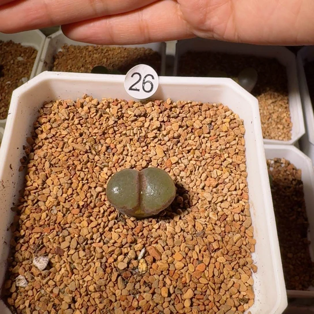 ?****?26.......多肉....