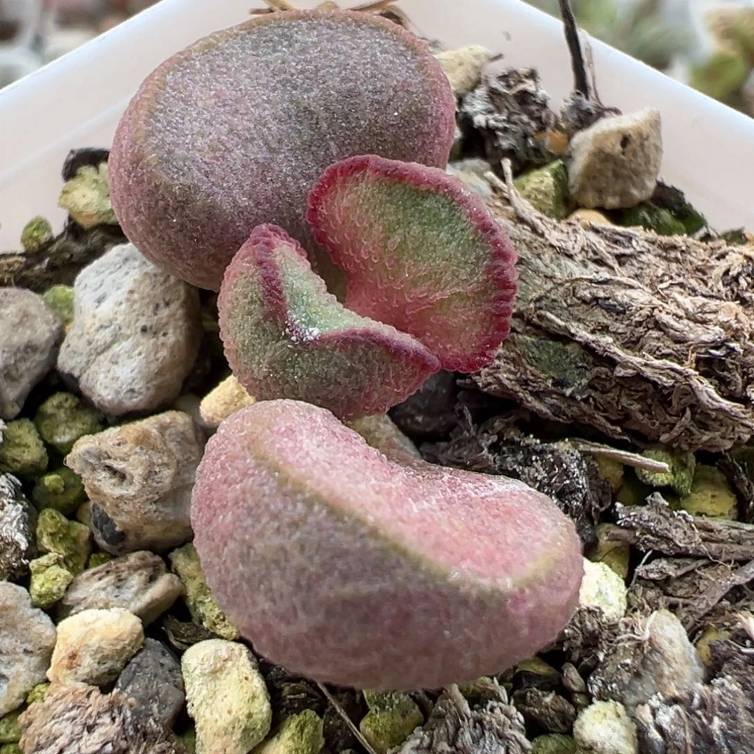 粉色蝴蝶结实生新品多肉植物