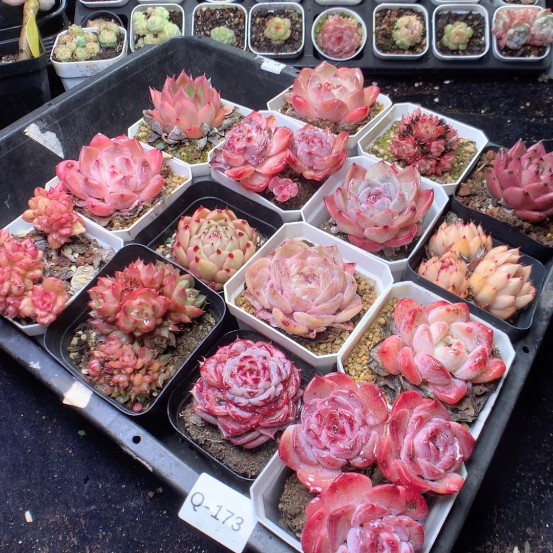 无花朵Q173。yyyyyyytt