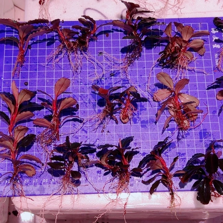 无花朵福利辣椒榕