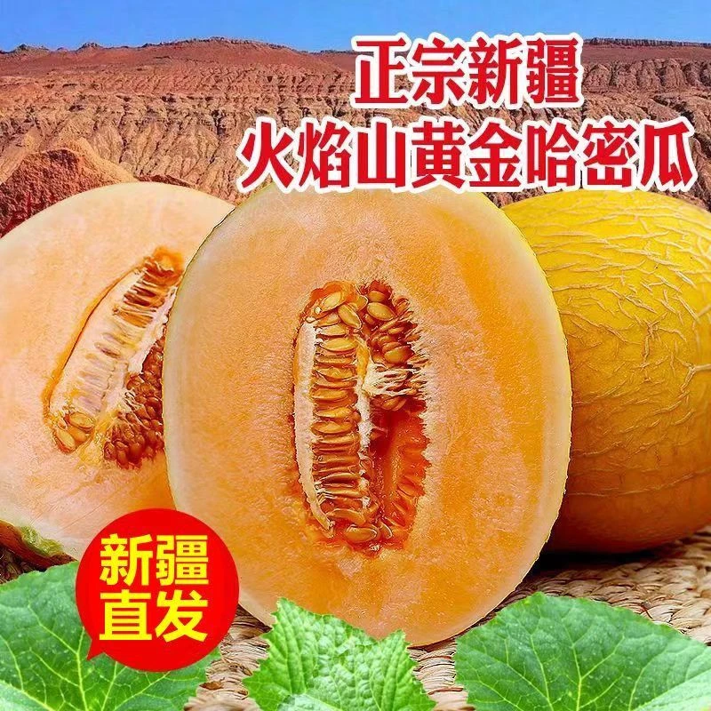 新疆金色年华哈密瓜黄金瓜当季新鲜水果整箱包邮金色挚爱坏果包赔