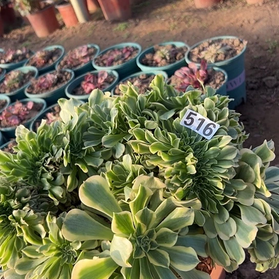 时***光多肉植物一个绿豆沙516