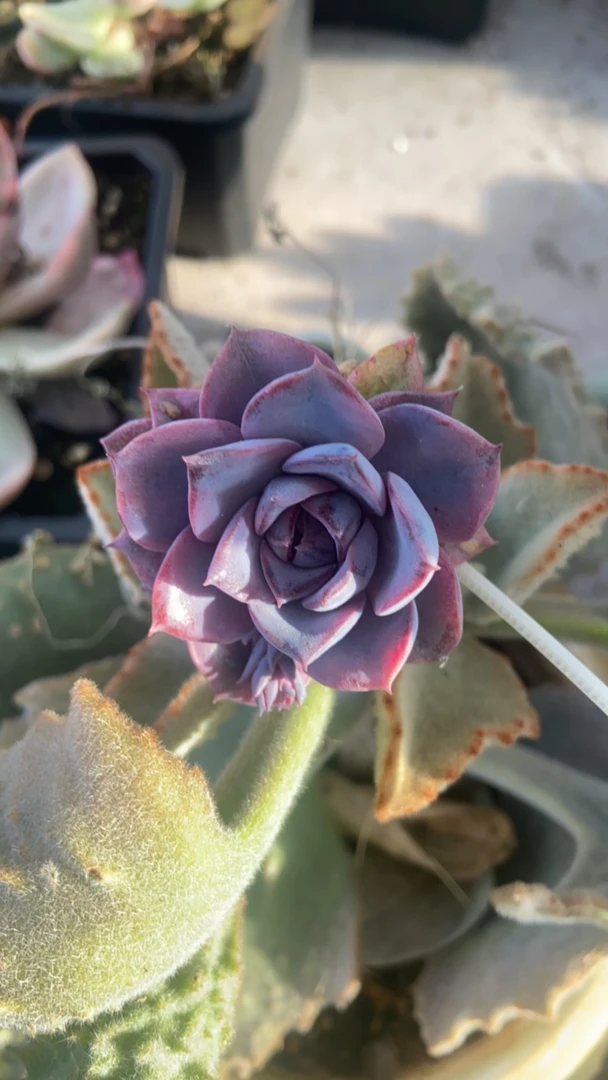 绝绝子紫禁城多肉锦