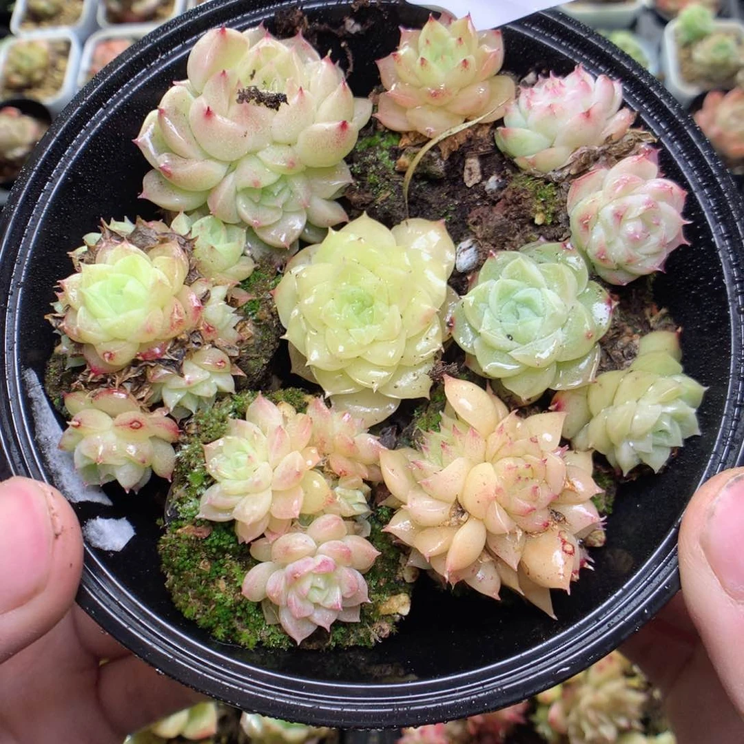 X61y y y y y y y y y y