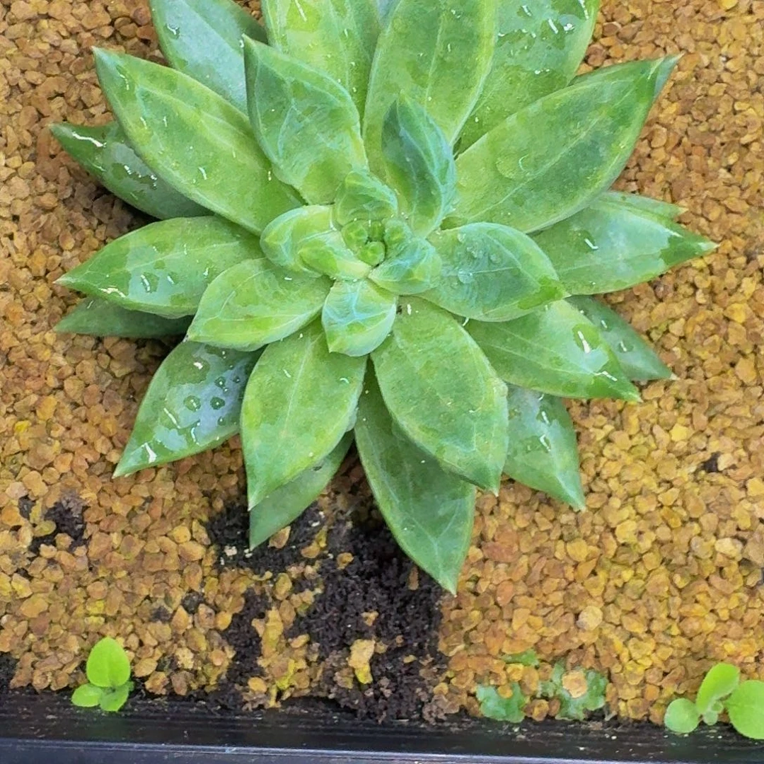 黄牵手 单头 一物一拍