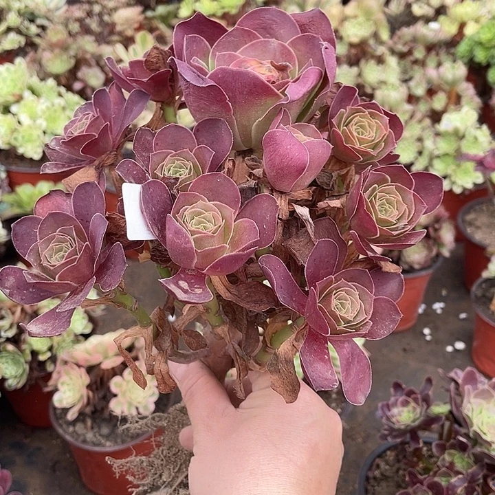 35魅金玫瑰多肉植物法师