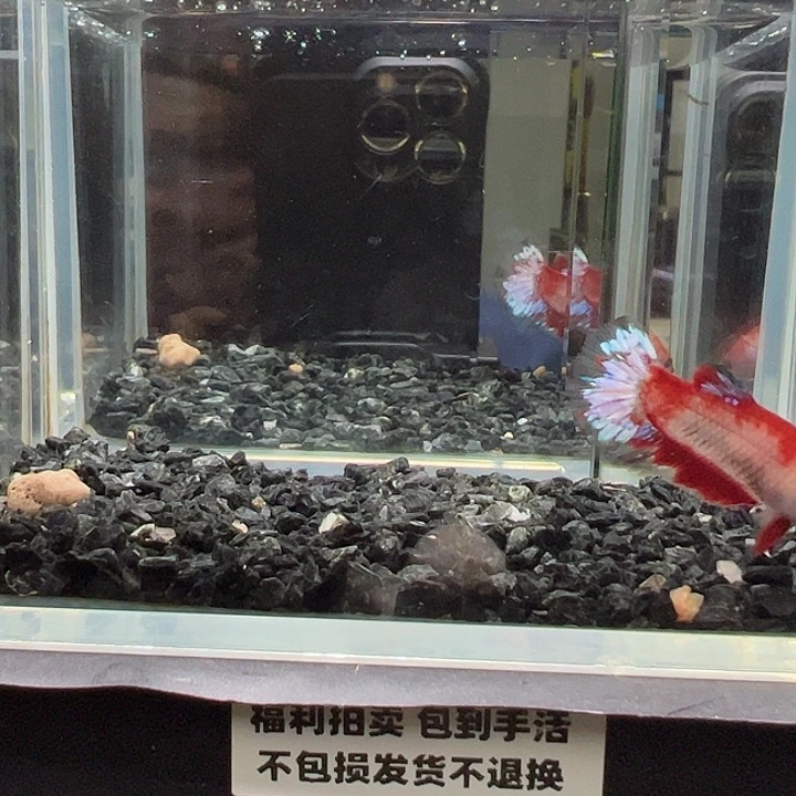 斗鱼竞拍跑单拉黑43