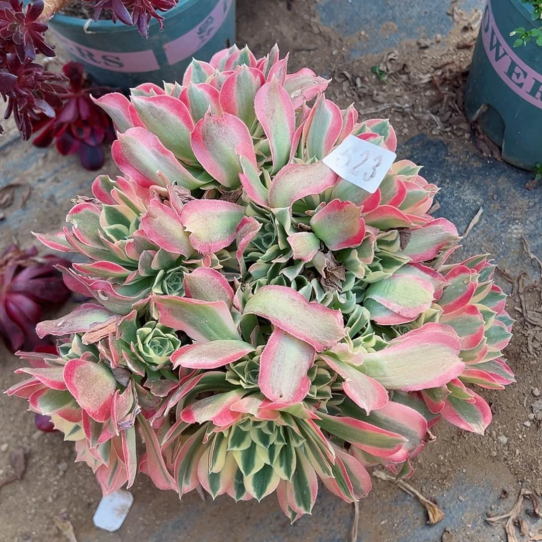 紫砂茶宠白凤老桩一颗523