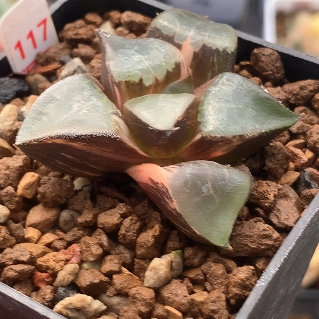 红陶117号龙禧克锦一物一拍