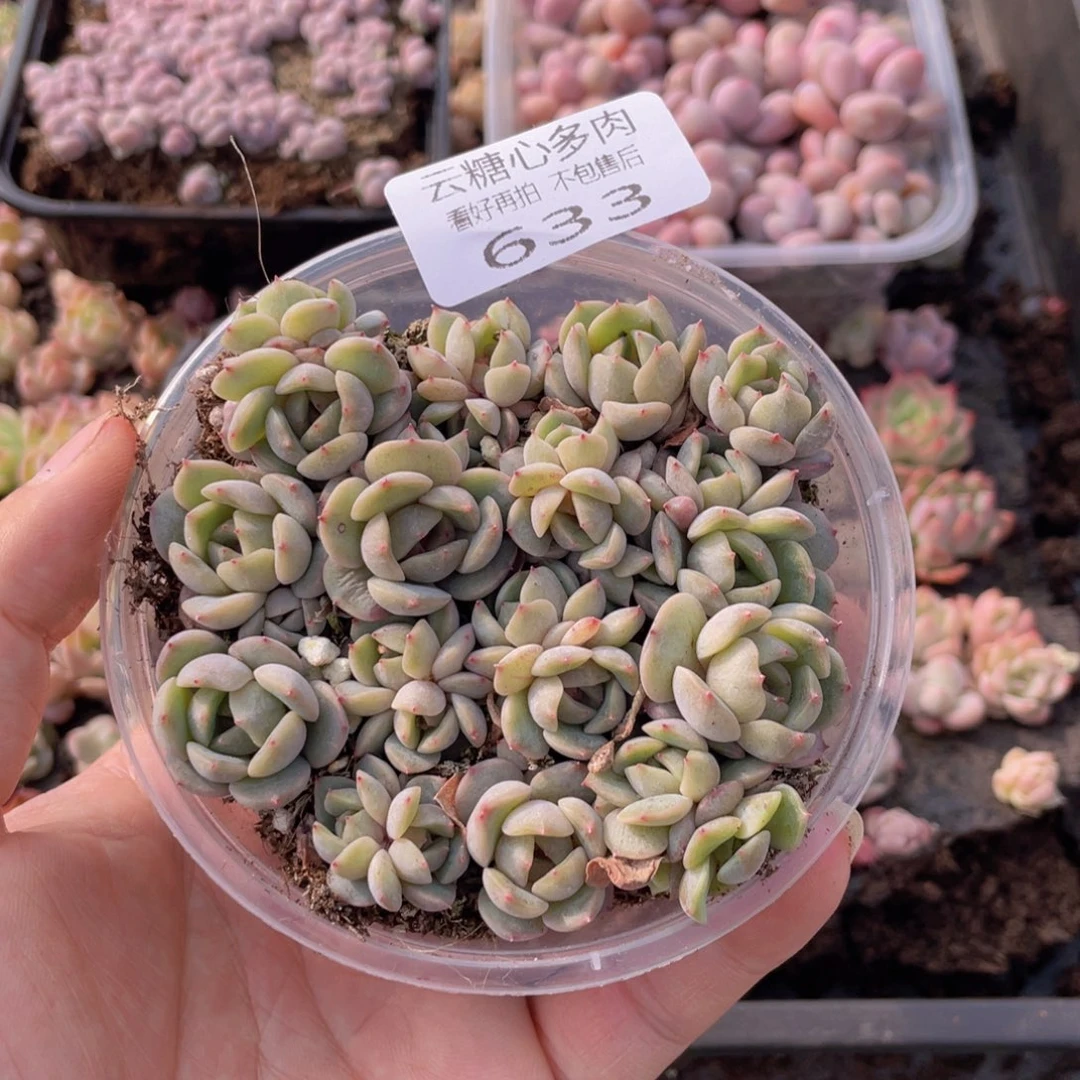 云糖心多肉植物633
