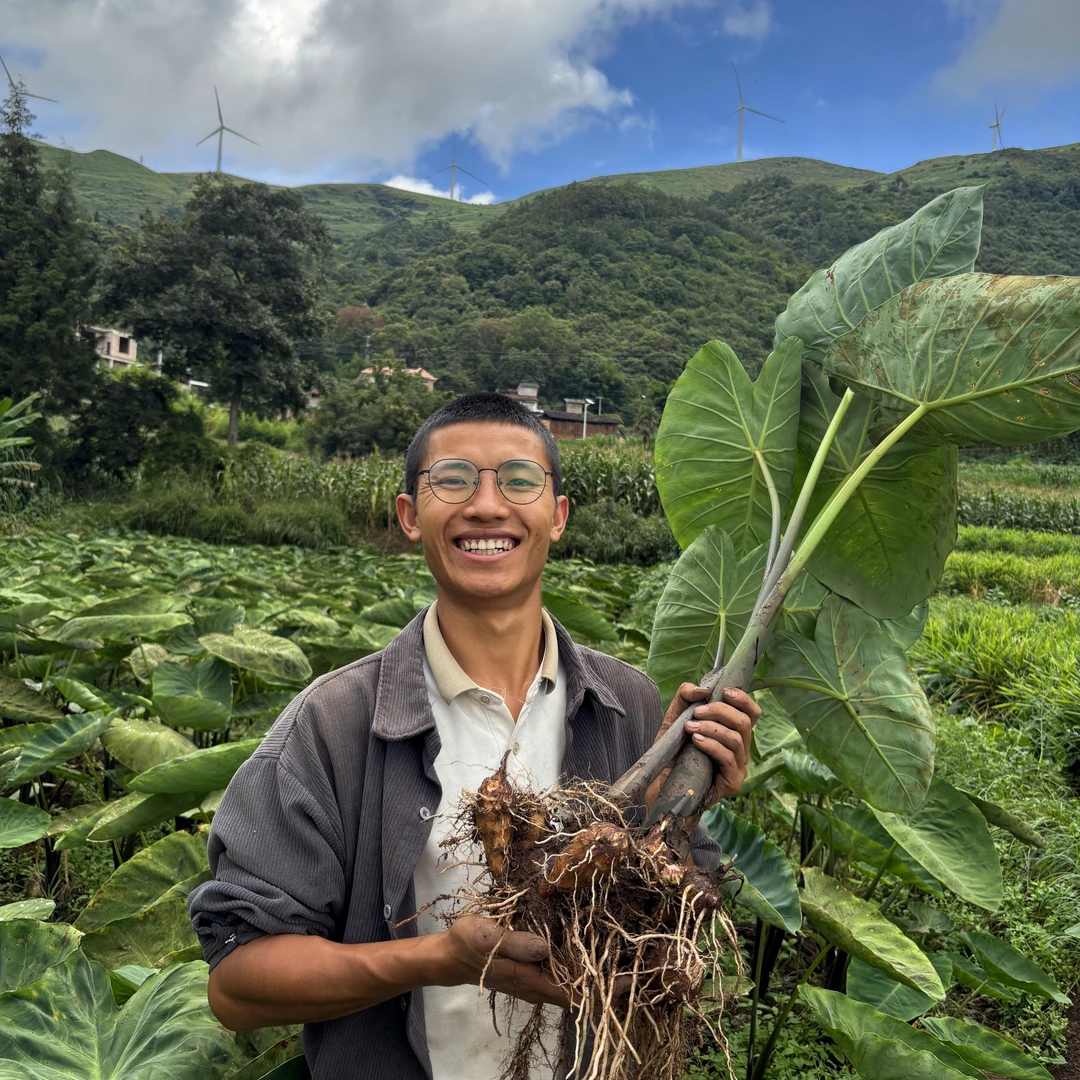 【毛芋头】云南高山新鲜毛芋头牛奶芋头软糯香甜现挖现发