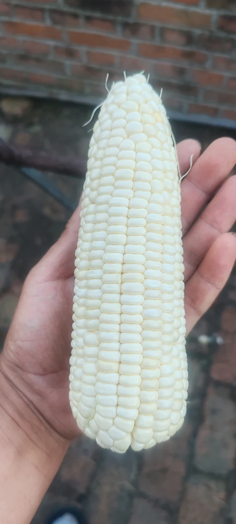 自家小院粘白糯玉米十斤 (棒小个别有虫子介意慎拍)