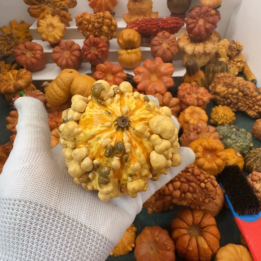 染***作墨西哥葫芦原皮疙瘩