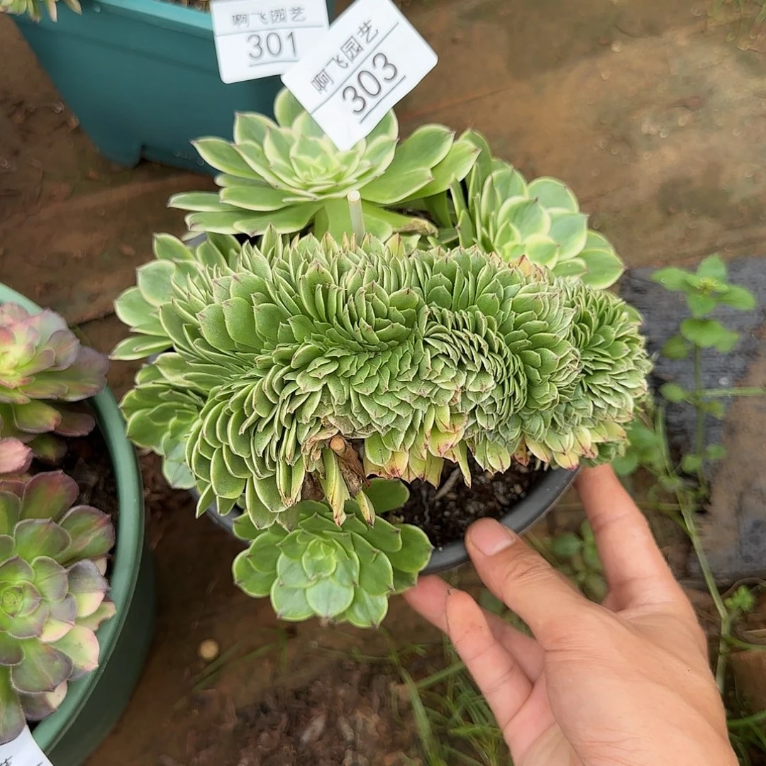 303多肉 伊丽莎白缀
