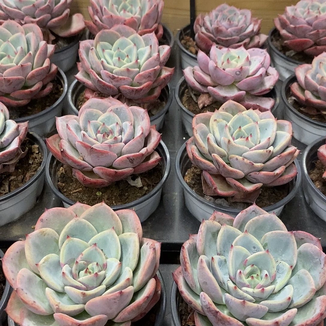 28三文鱼 福利多多哦亲