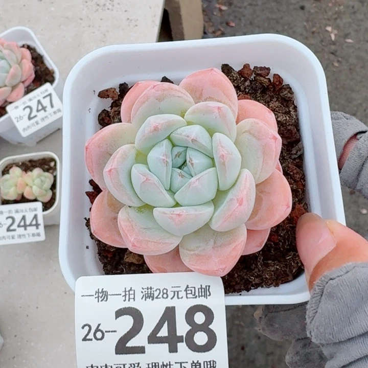 冰玉无盆土发货多肉