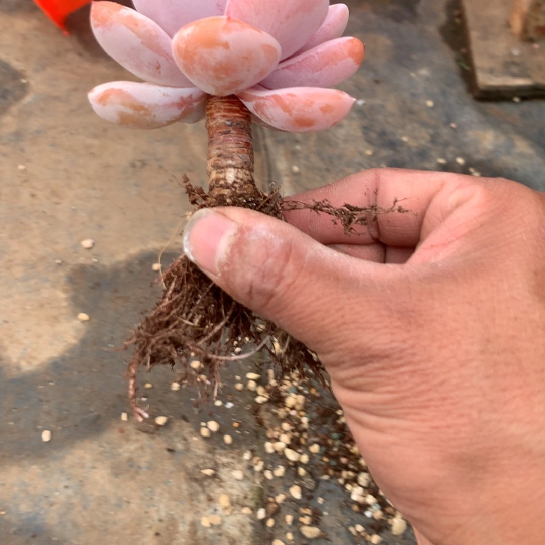 小***蛇那就是说他也会给别人