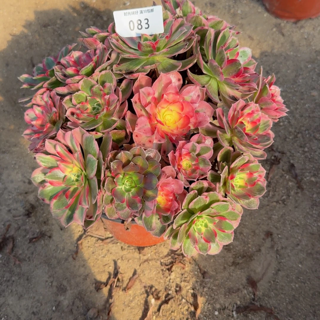 083玉芙蓉。多肉植物