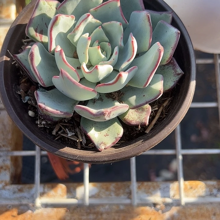 剑司诺娃单头多肉植物精品