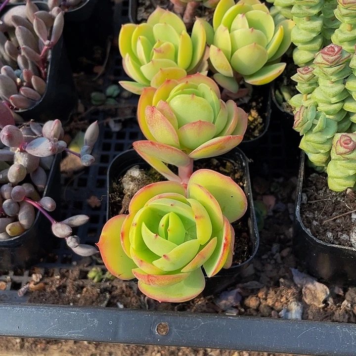 双头碧桃带盆土发