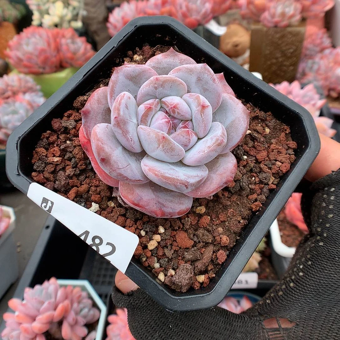 482星影多肉植物666