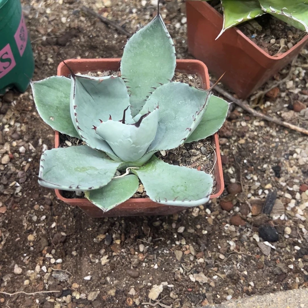 圆叶福克斯龙舌兰植物