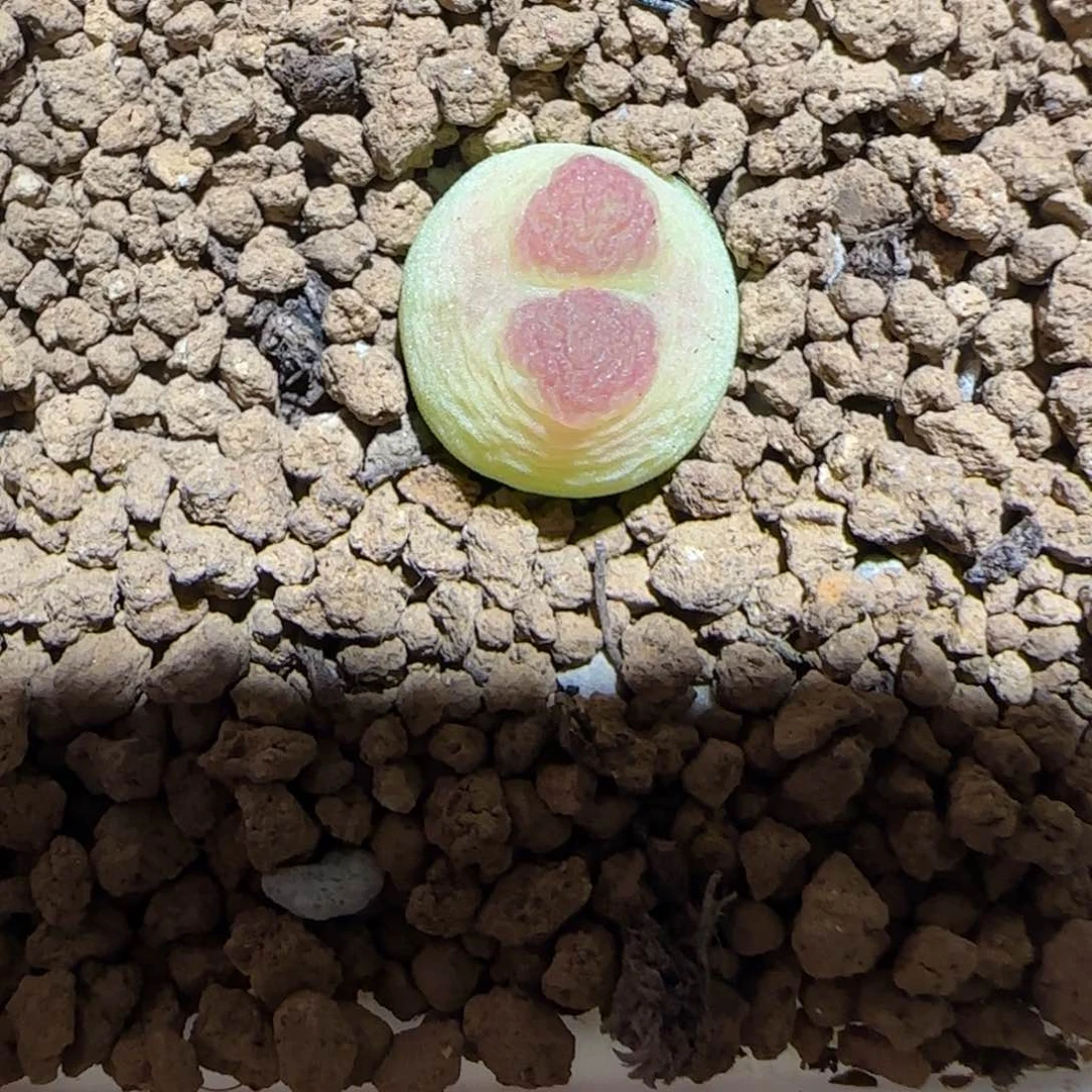 布***丁肉锥多肉植物组合-sh1200拉登797