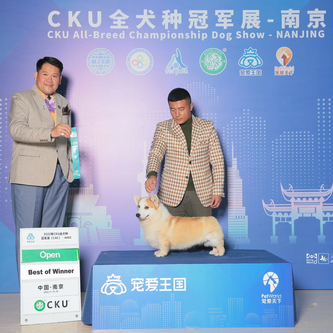 柯基柯基幼犬奶油柯基长毛柯基赛级柯基黄白柯基三色柯基纯种柯基