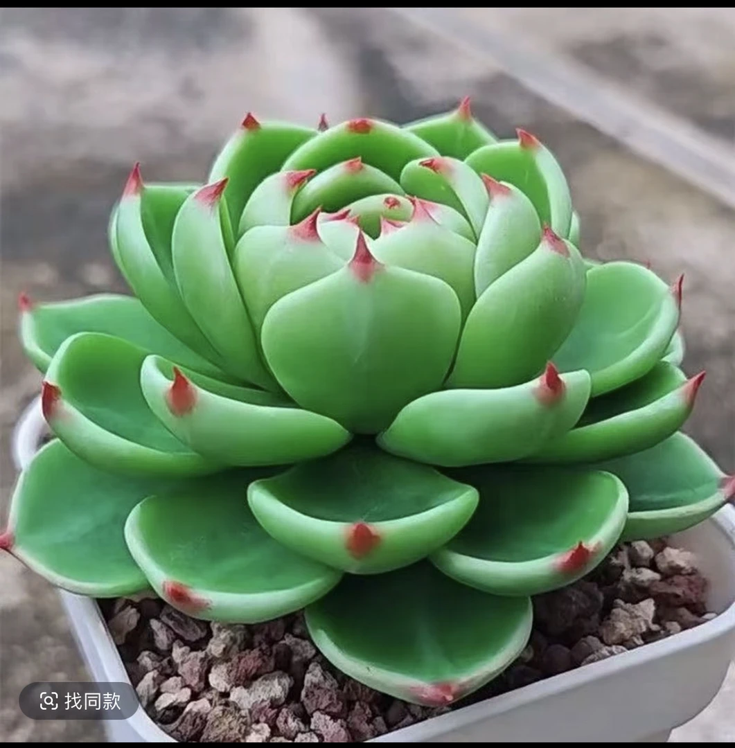 精品超级蓝龙多肉新手好养美观高端盆栽