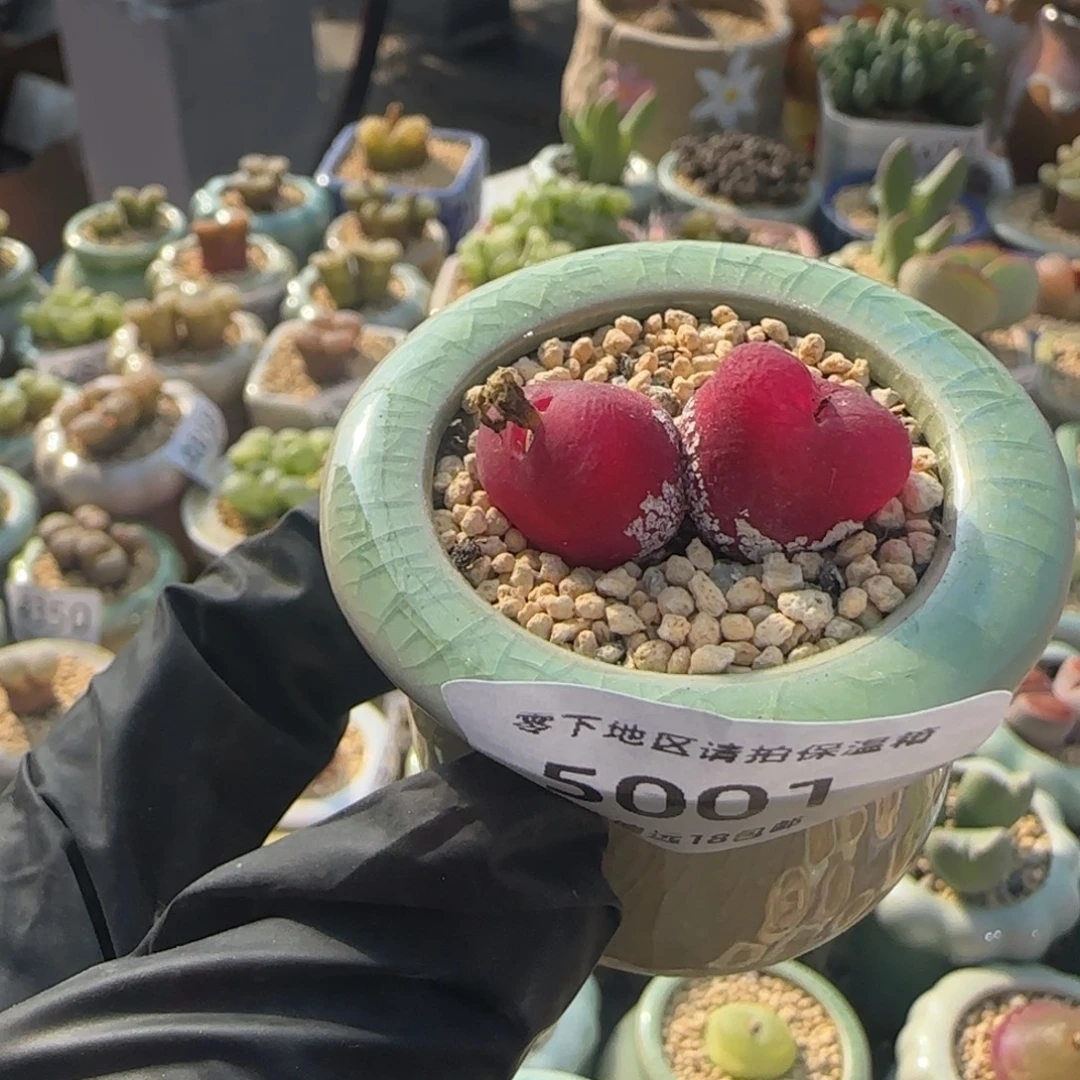 鱼****5001--一物一拍 带盆