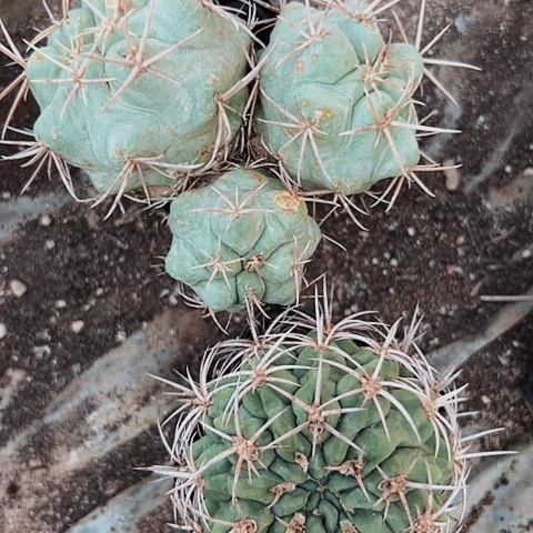 136两个仙人球的人都