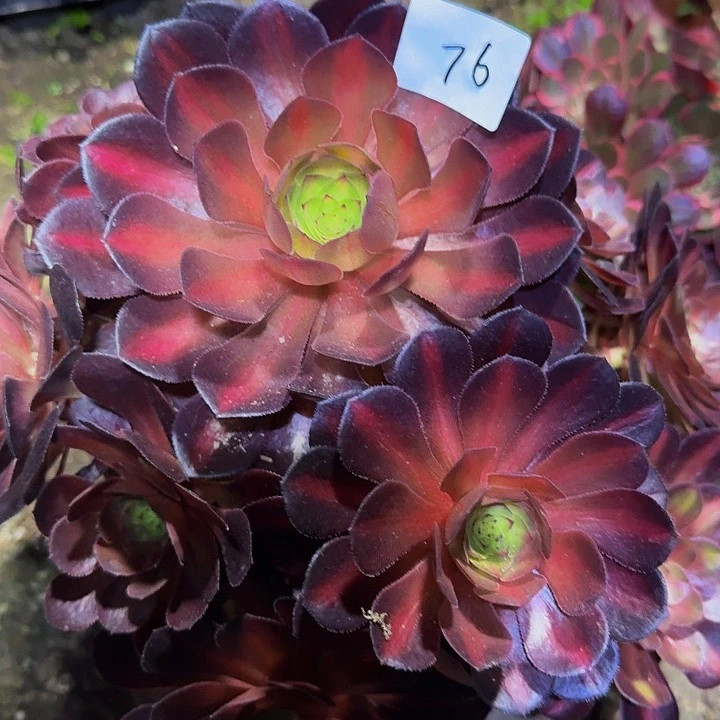 (****)精品海王七彩捧花福利76