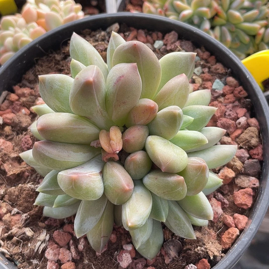 重楼群生多肉植物