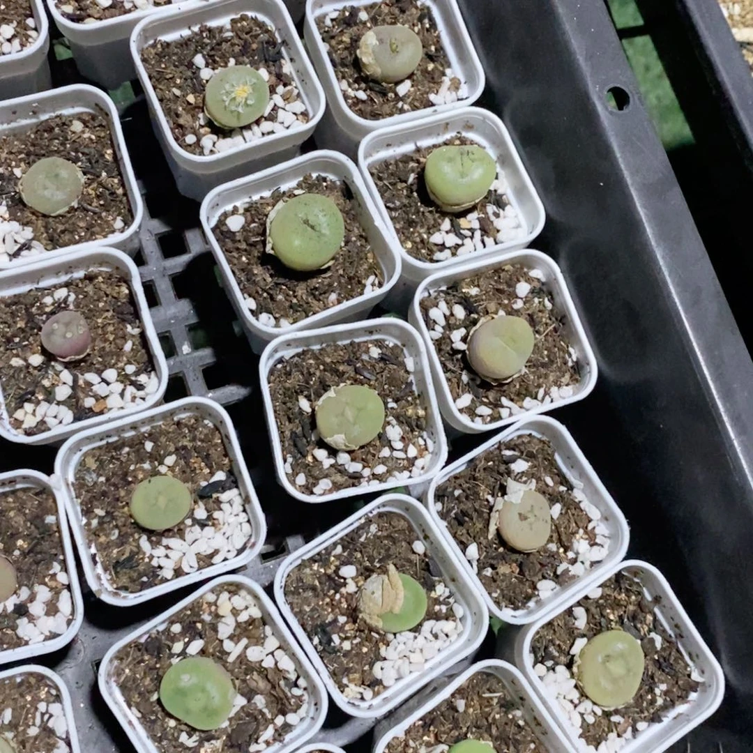 3个盆空卡多肉植物多肉