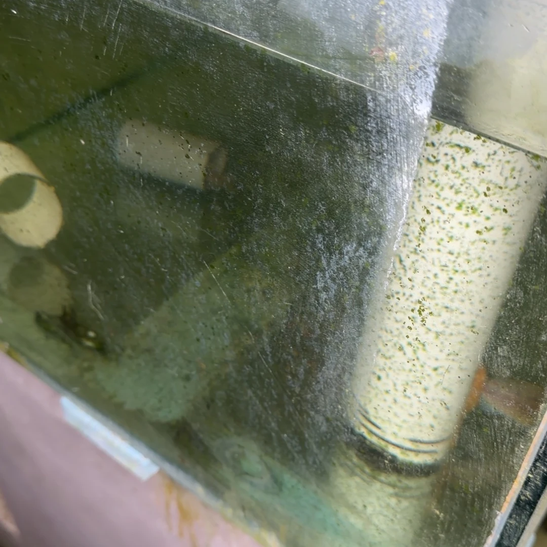 海水鱼小丑花母1条
