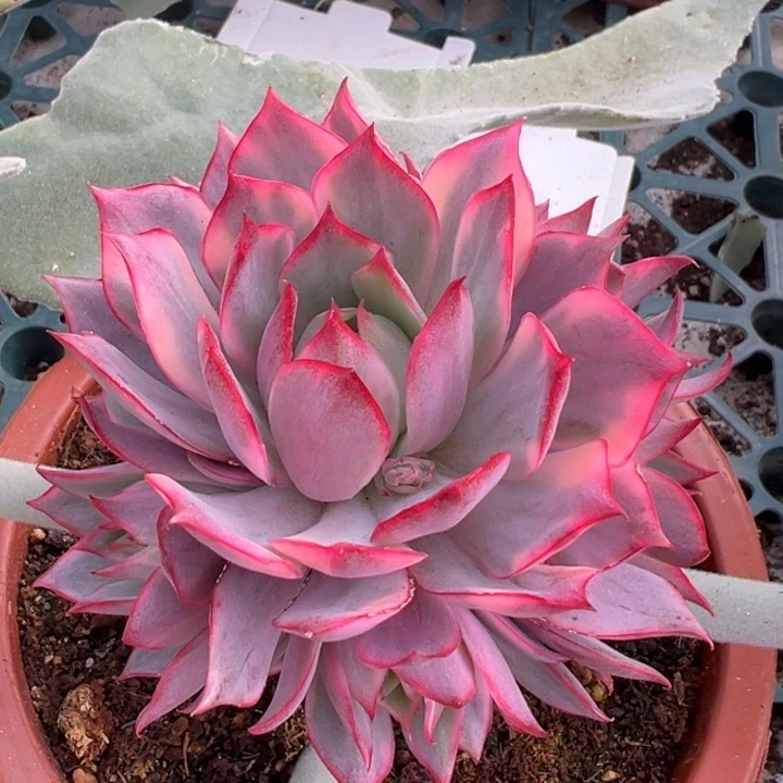 宝莲灯红锦群生一物一拍锦龙